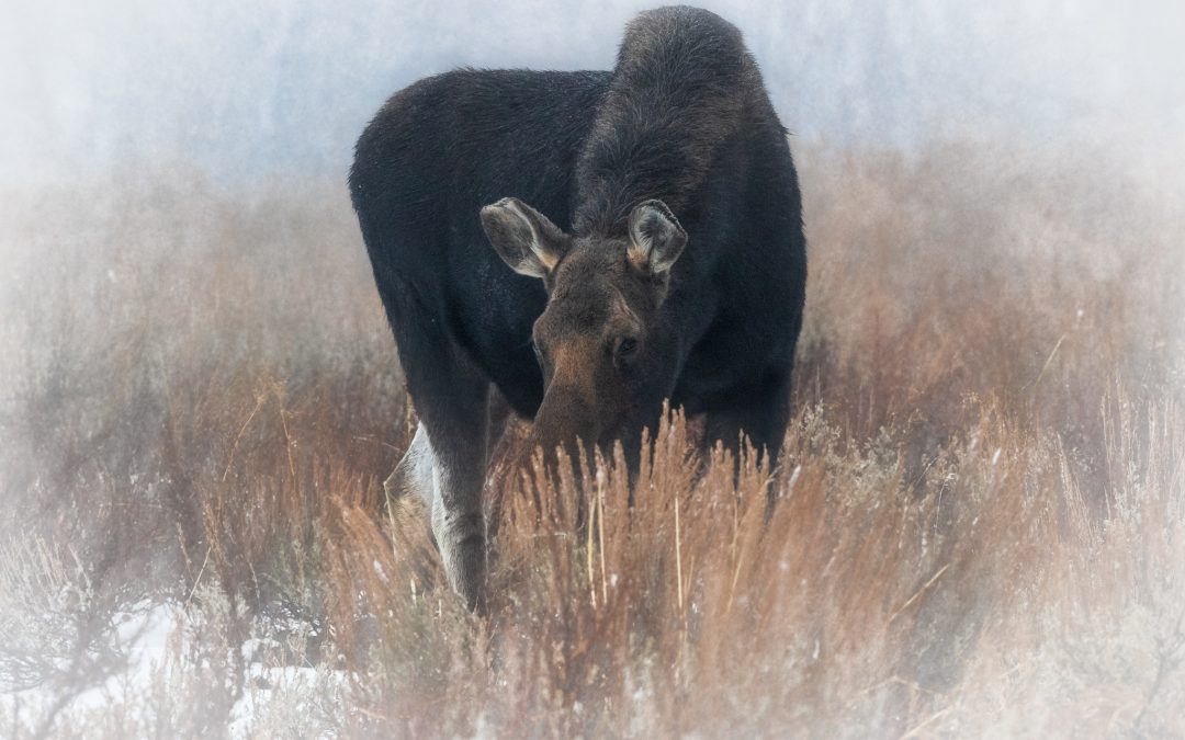 Moose Wyoming Portfolio Item 1 Peggy Flory Photography